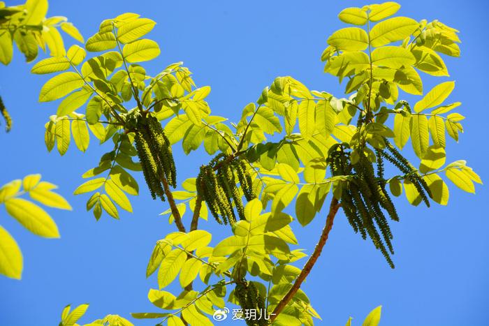 山核桃花穗,原创拍摄