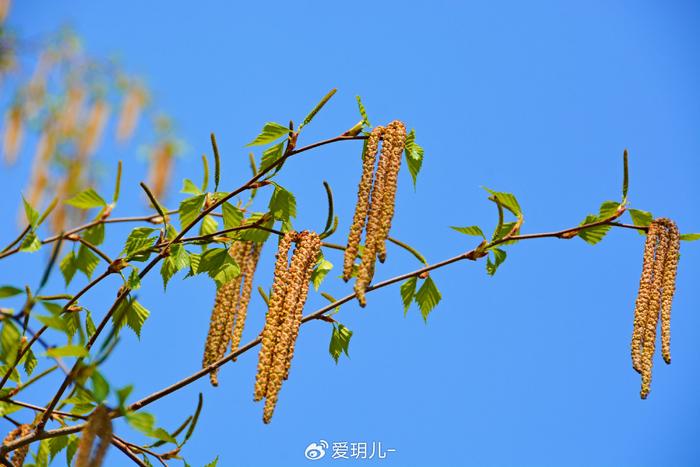 白桦树花图片