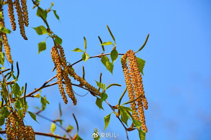 白桦树花图片