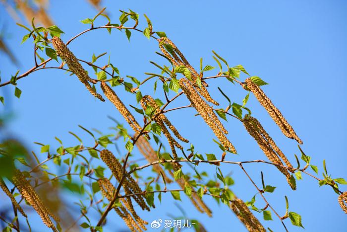 白桦树花图片