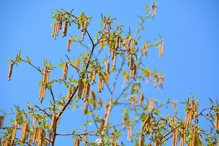 白桦树花图片