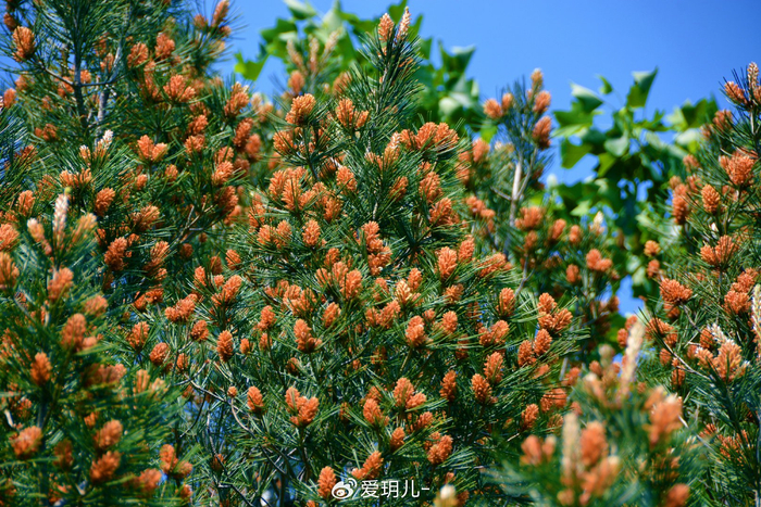 白皮松花穗,原创拍摄