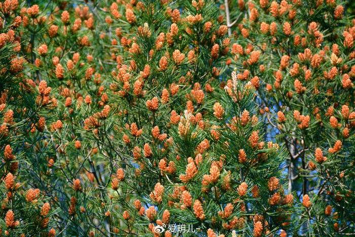 白皮松花穗,原创拍摄