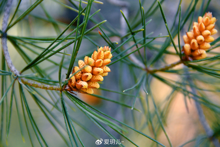 白皮松花穗,原创拍摄