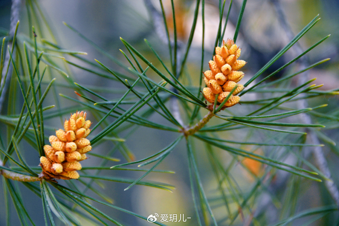 白皮松花穗,原创拍摄