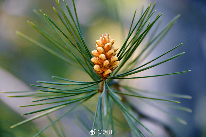 白皮松花穗,原创拍摄