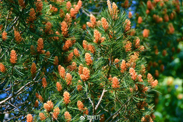 白皮松花穗,原创拍摄