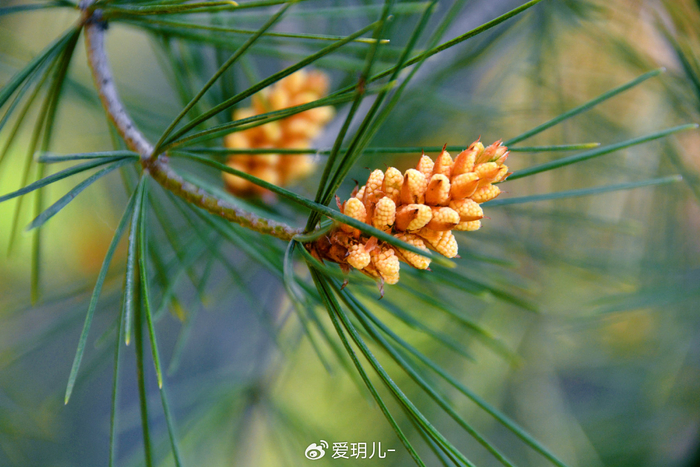 白皮松花穗,原创拍摄