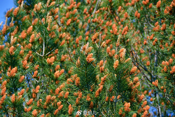 白皮松花穗,原创拍摄