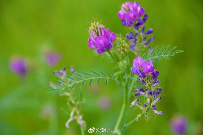 达呼里黄芪图片