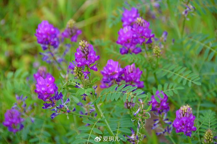 达呼里黄芪图片