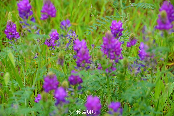 达呼里黄芪图片