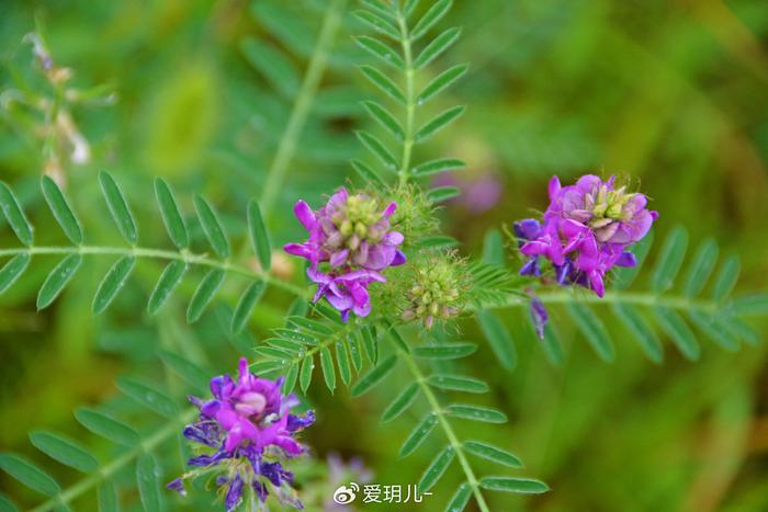 达呼里黄芪图片