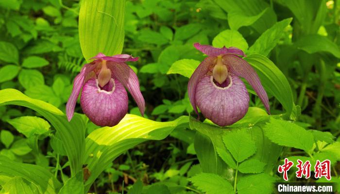 大青沟自然保护区内现国家濒危保护植物大花杓兰