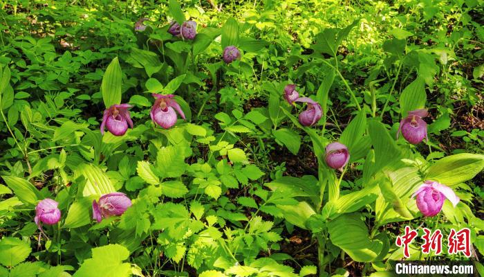 大青沟自然保护区内现国家濒危保护植物大花杓兰