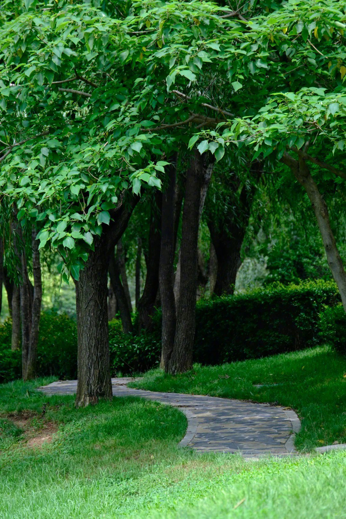 蓝天白云,高大的杨树,淙淙的溪流, :小红书 小乔cherry