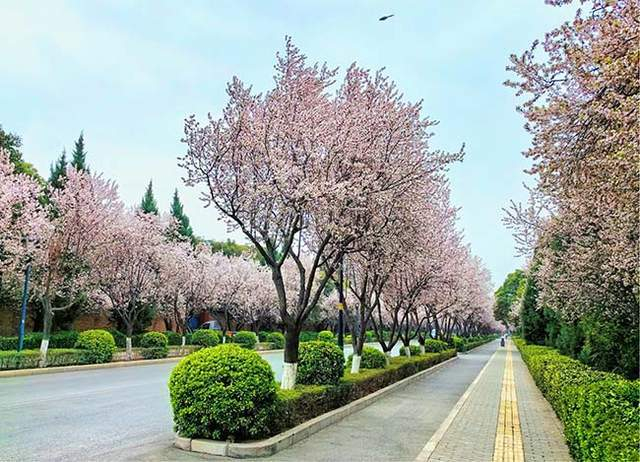 元朔大道——樱花如期而至位于未央大学城片区的元朔大道樱花如期而至