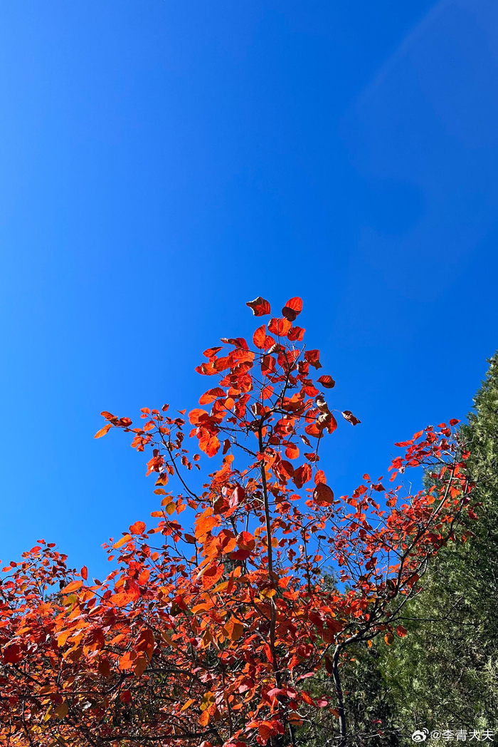 天津蓟州府君山红叶