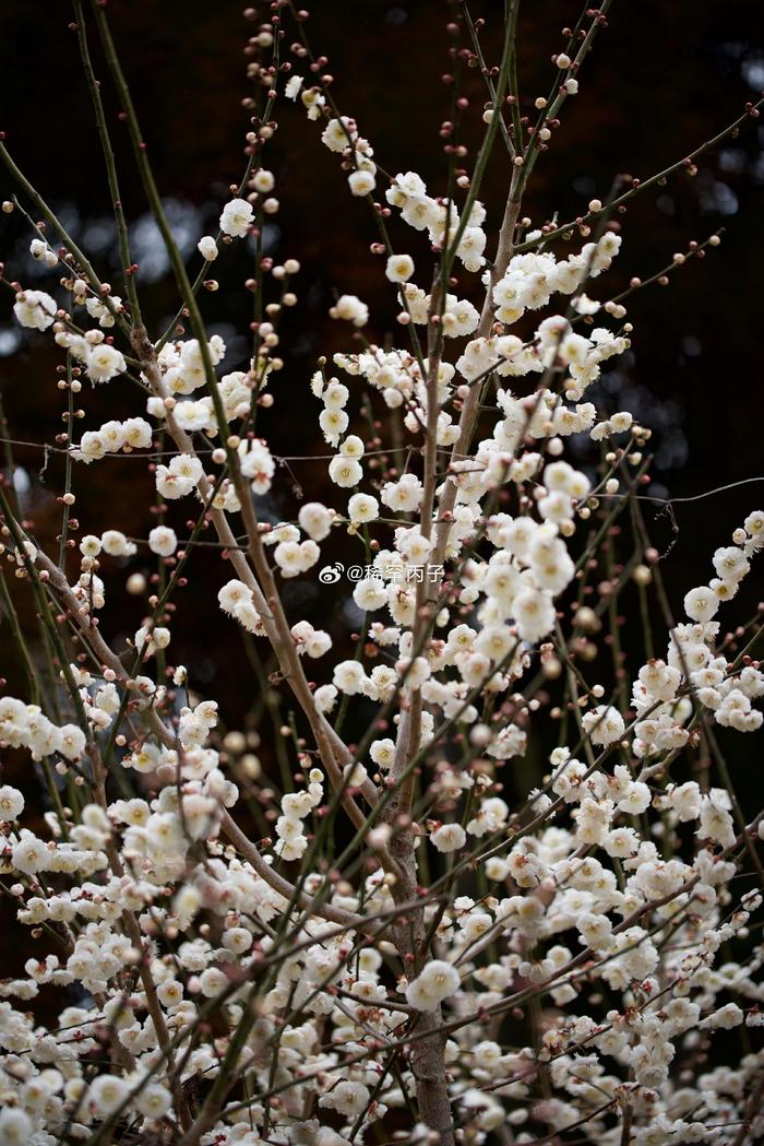 白梅花的样子图片