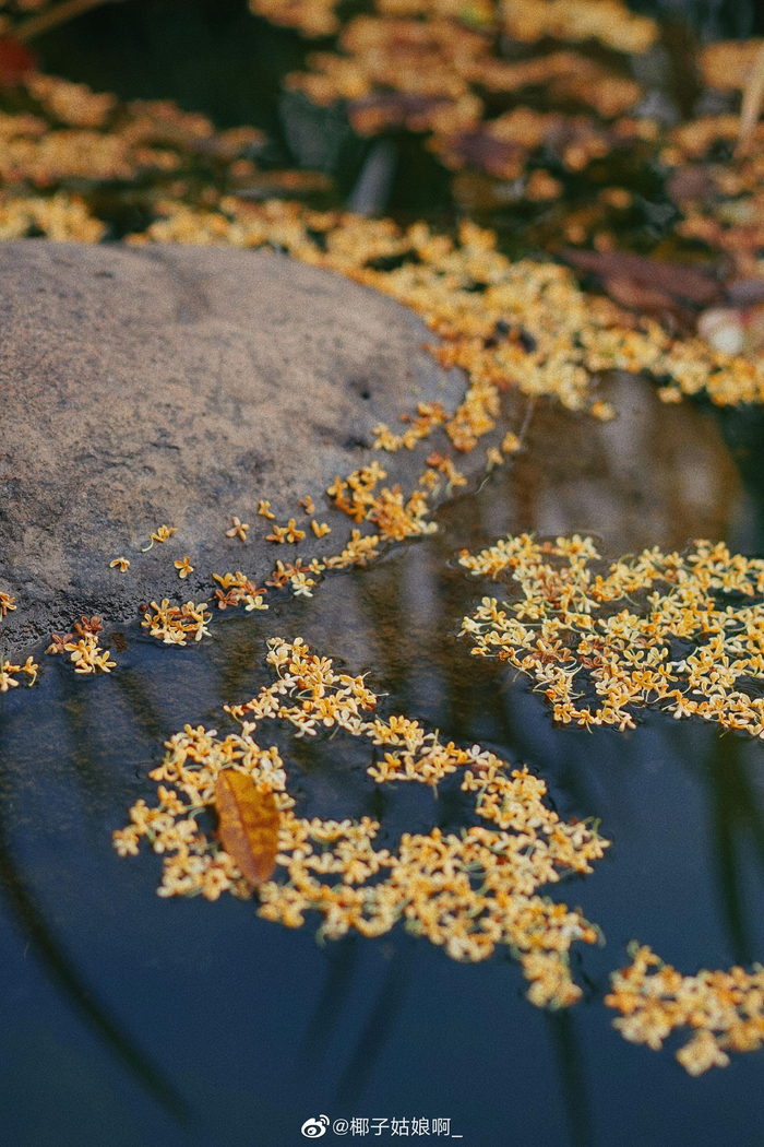 霜降 桂花落