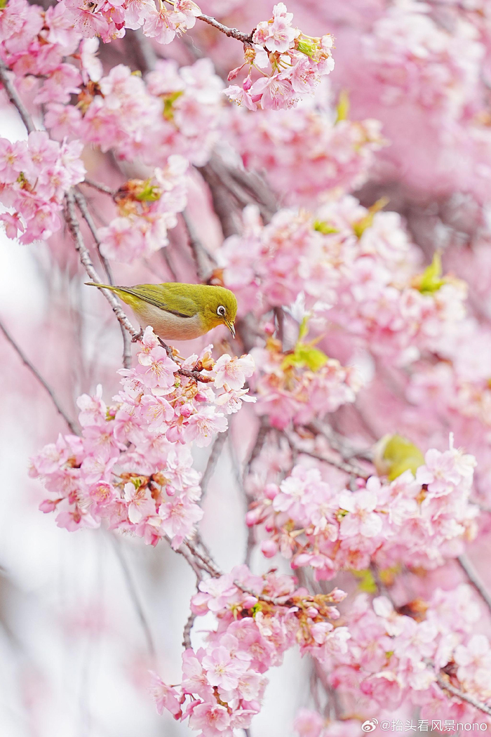 愿一切安好,看尽鲜花烂漫~  678/ 9属于春天的粉色都在这里~不求