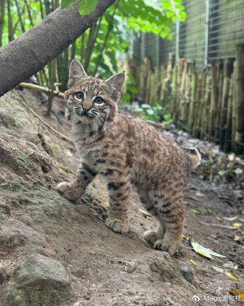 奶奶炫耀"捡的大猫",孙子一看吓到腿软:您管美洲狮叫猫?