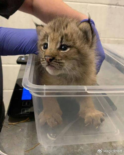 奶奶炫耀"捡的大猫",孙子一看吓到腿软:您管美洲狮叫猫?