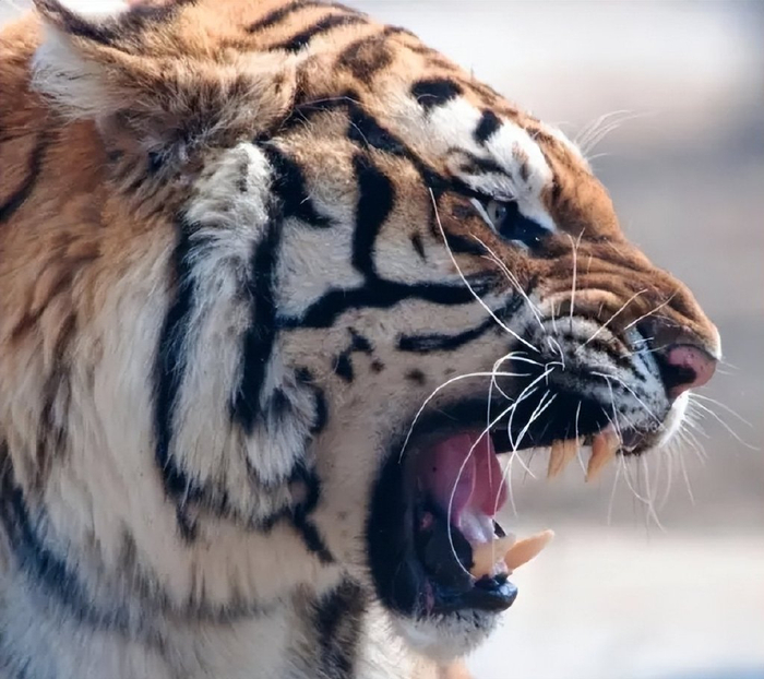 东北虎到底有多凶猛,人遇到怎么办?