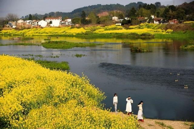 四川 邛崃·两河村，依山傍水，阳春三月，满目金黄，香飘十里！