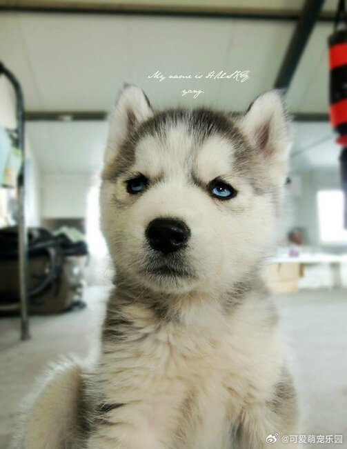 最萌不过天然呆,谁是你最喜欢的小宠物呢?