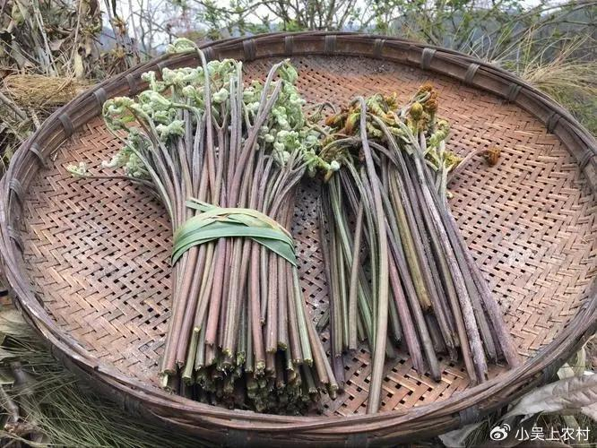 有着山野菜之王的蕨菜,常用来炒腊肉和凉拌,农村人纷纷去采摘|蕨菜|山
