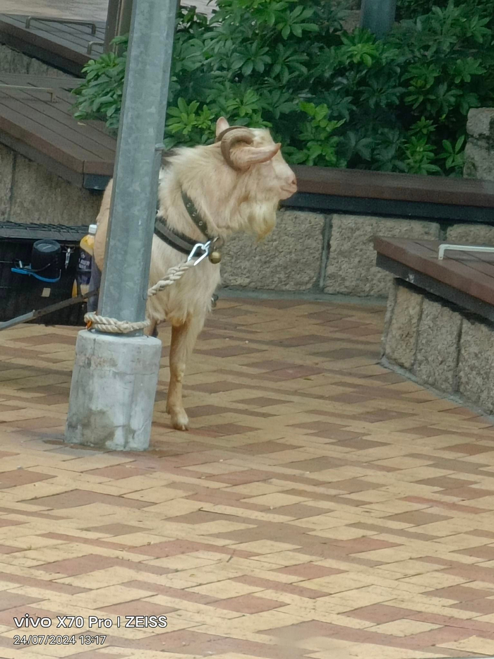 香港街头羊拉车
