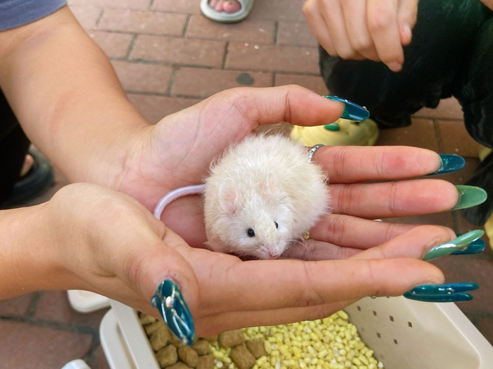 可爱的卷毛小白鼠