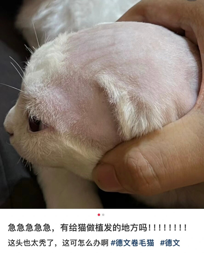 给秃头的猫咪植了发