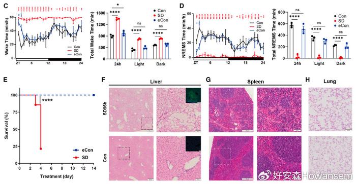 科學家發現睡眠不足免疫崩潰的新機制|小鼠|睡眠|因子_新浪新聞