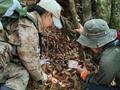 湖南新宁首现大规模水晶兰群落