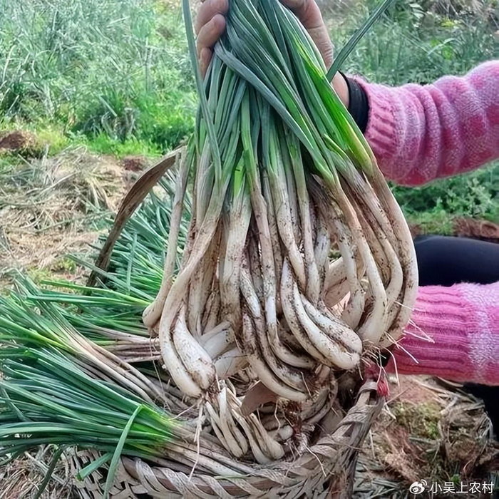 藠头,称为懒人蔬菜,随便丢几颗在地里就有得吃,做腌菜最下饭