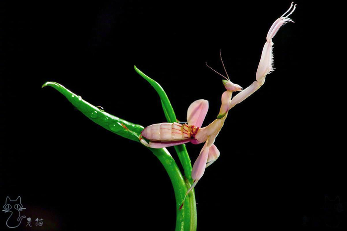 蛇蝎美人难得一见的兰花螳螂