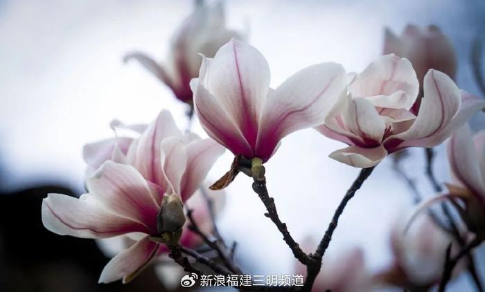 建宁:上坪古村的玉兰花开啦|玉兰花|开啦|古村_新浪新闻