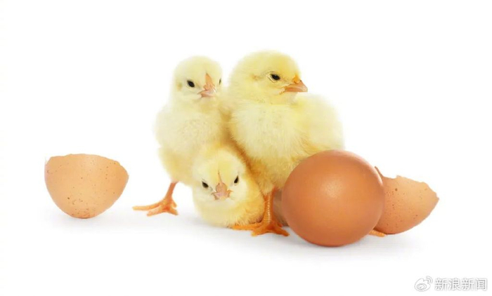 童年买的小鸡仔,为什么那么快就死了?终于知道答案了!