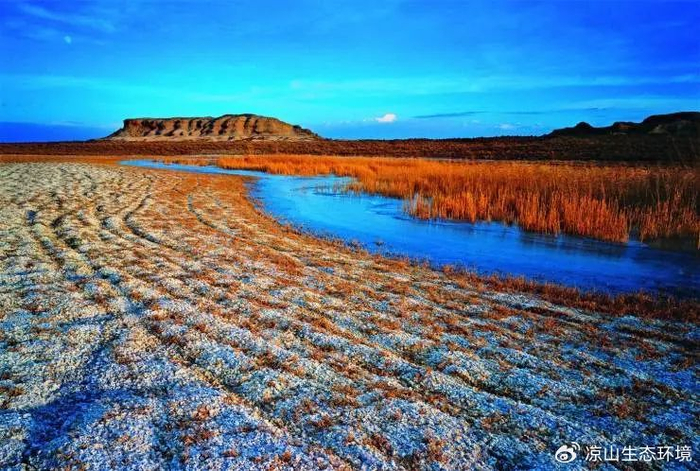 环保科普 | 什么植物适合盐碱地?