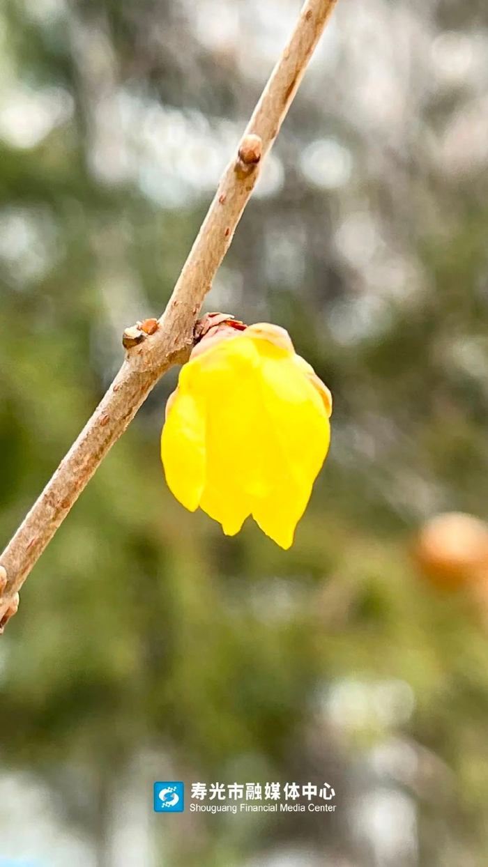 寿光这里的蜡梅花开正艳,实拍→|寿光|蜡梅|蜡梅花_新浪新闻