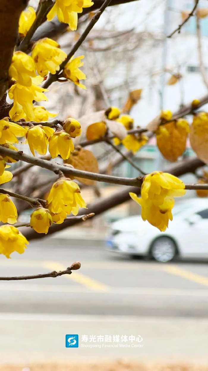 寿光这里的蜡梅花开正艳,实拍→|寿光|蜡梅|蜡梅花_新浪新闻