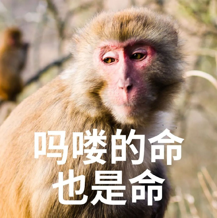 认识你自己·投资行为认知进阶系列 |你被"吗喽"占领了生活圈吗?
