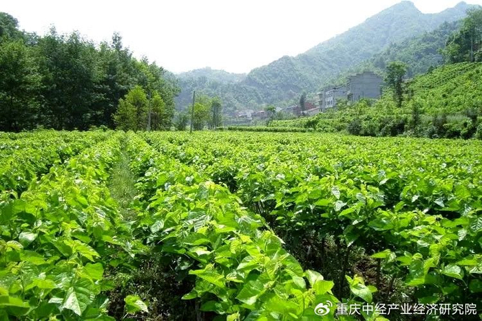 聚焦智能蚕桑建设乡村振兴“新丝路”__财经头条