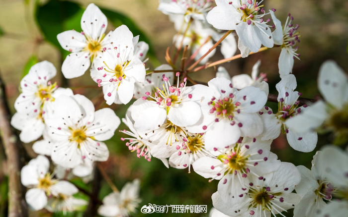 近日,随着天气回暖,广西南宁市青秀山风景区的豆梨陆续进入盛花期