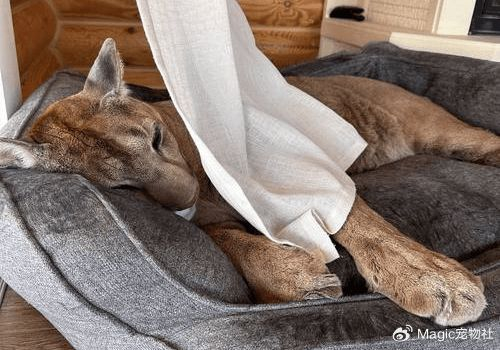 奶奶炫耀"捡的大猫",孙子一看吓到腿软:您管美洲狮叫猫?