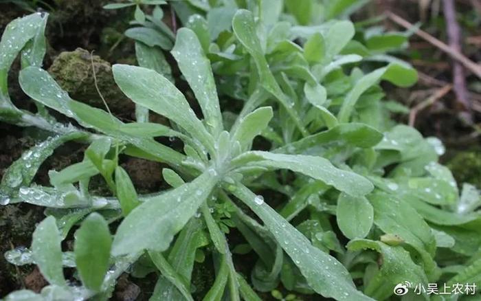 鼠曲草,属于菊科鼠麴草属一年生草本植物