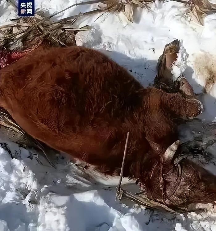 野生东北虎咬死狗图片