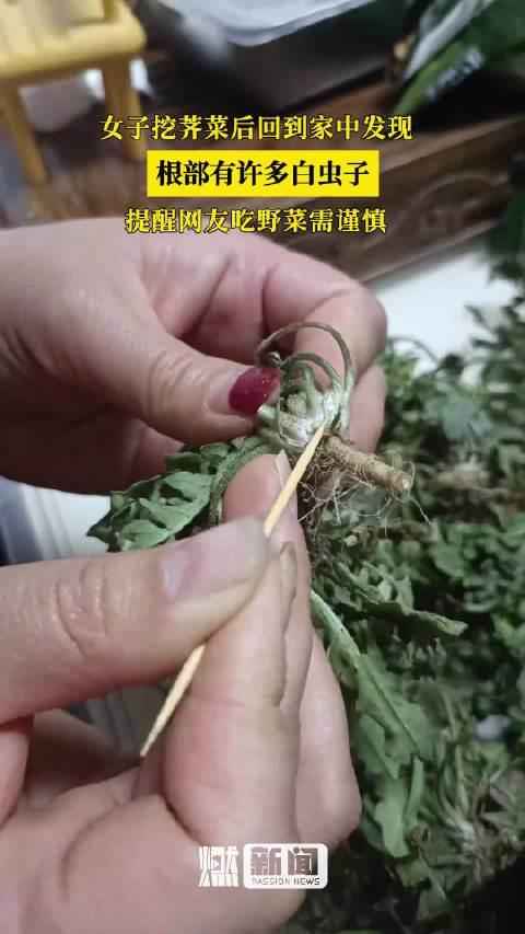 芨芨菜根图片